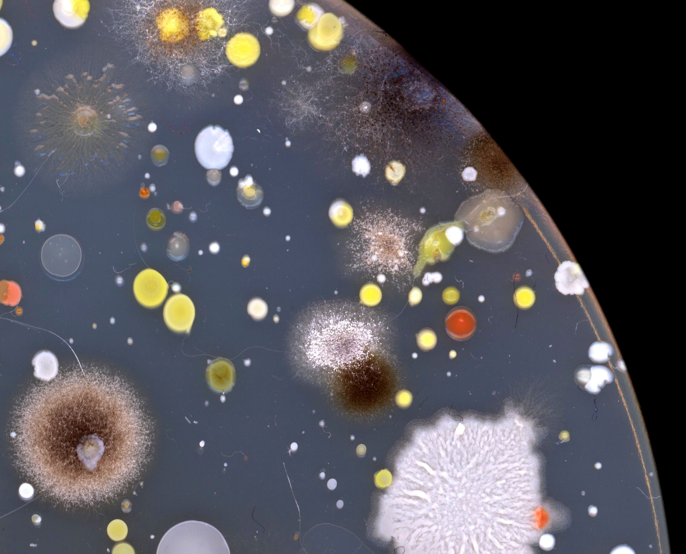 closeup of bacterial colonies in a petri dish