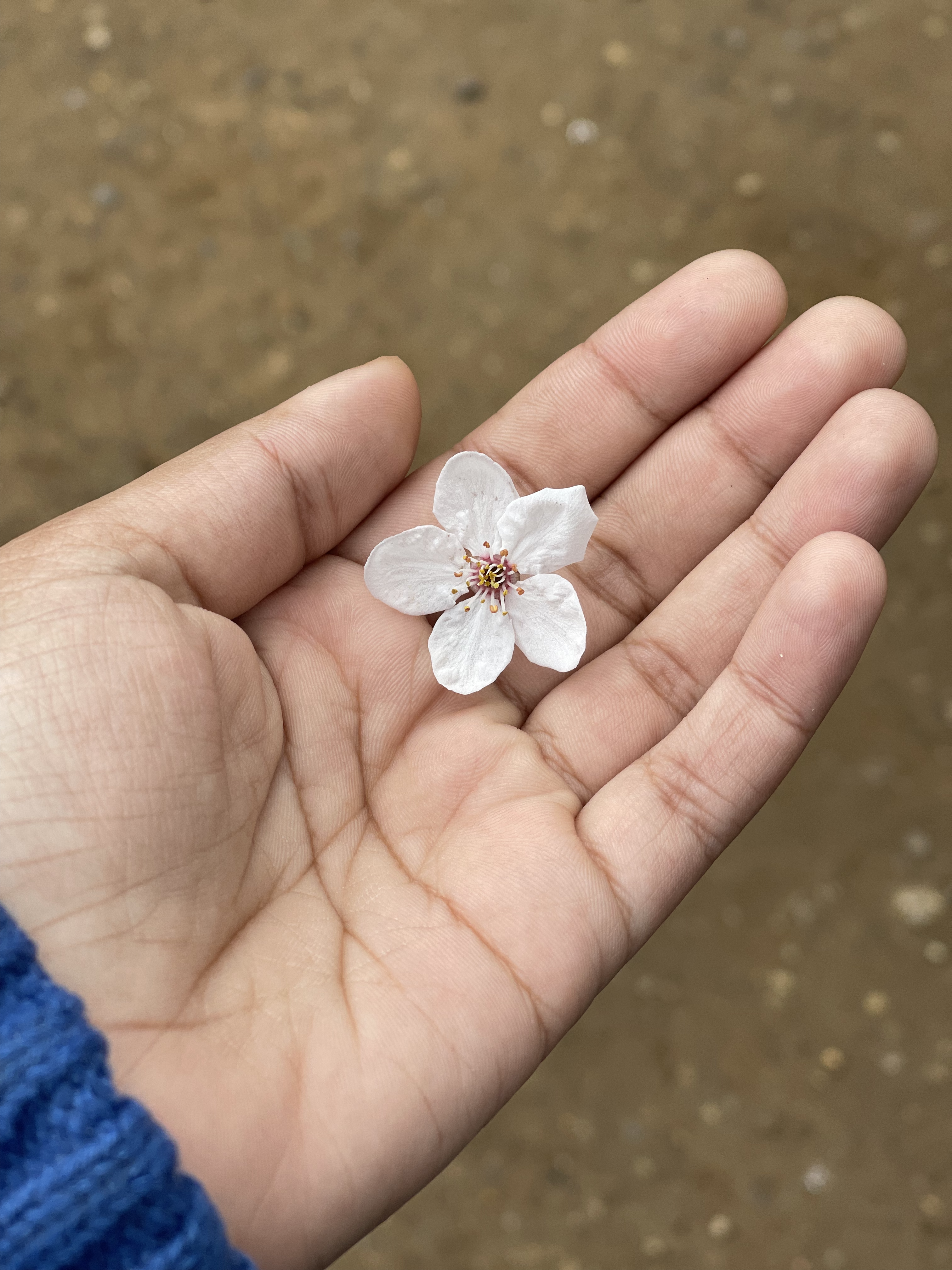 flower in my hand