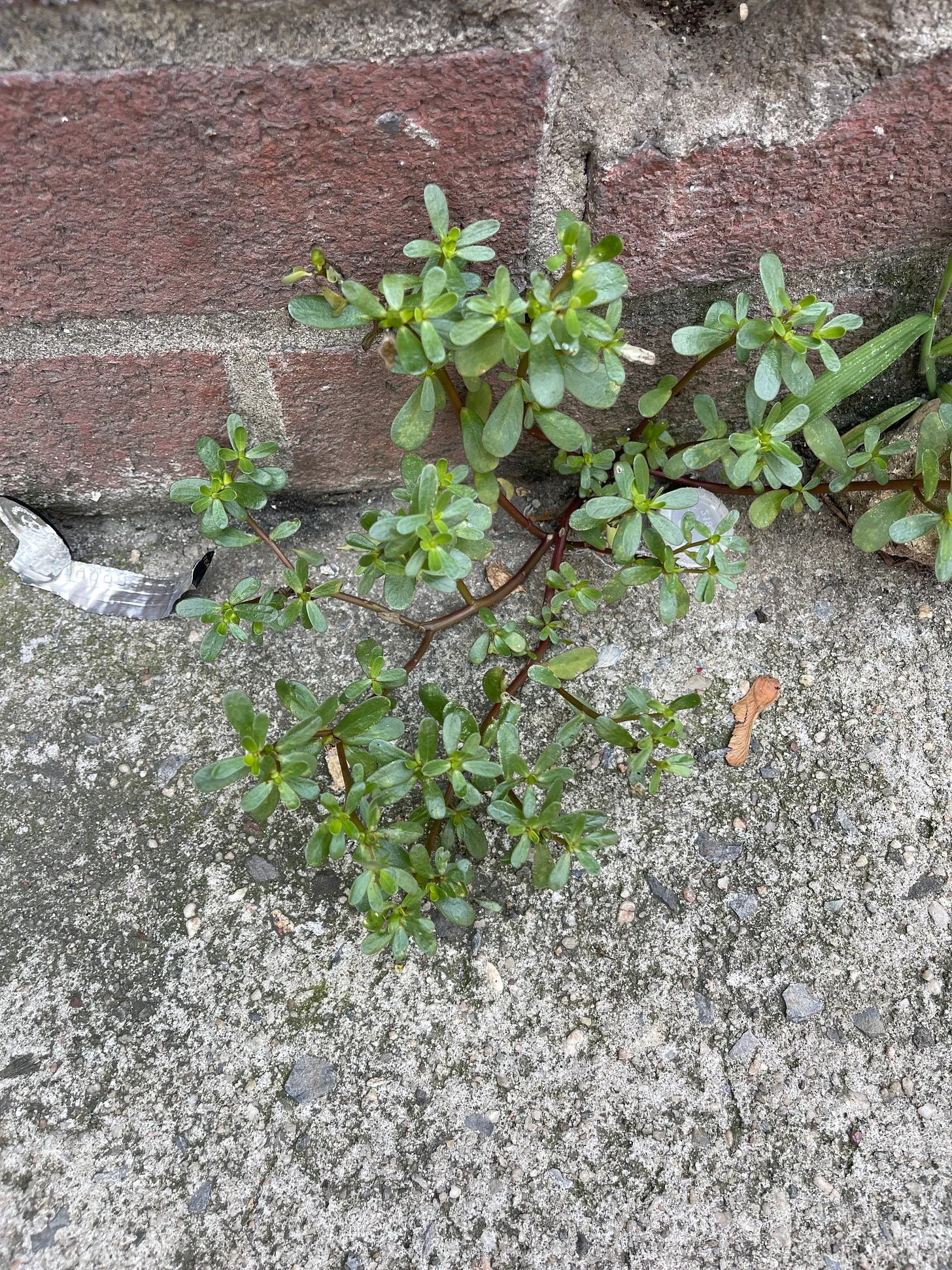 common purslane growing out of a crack in the sidewalk