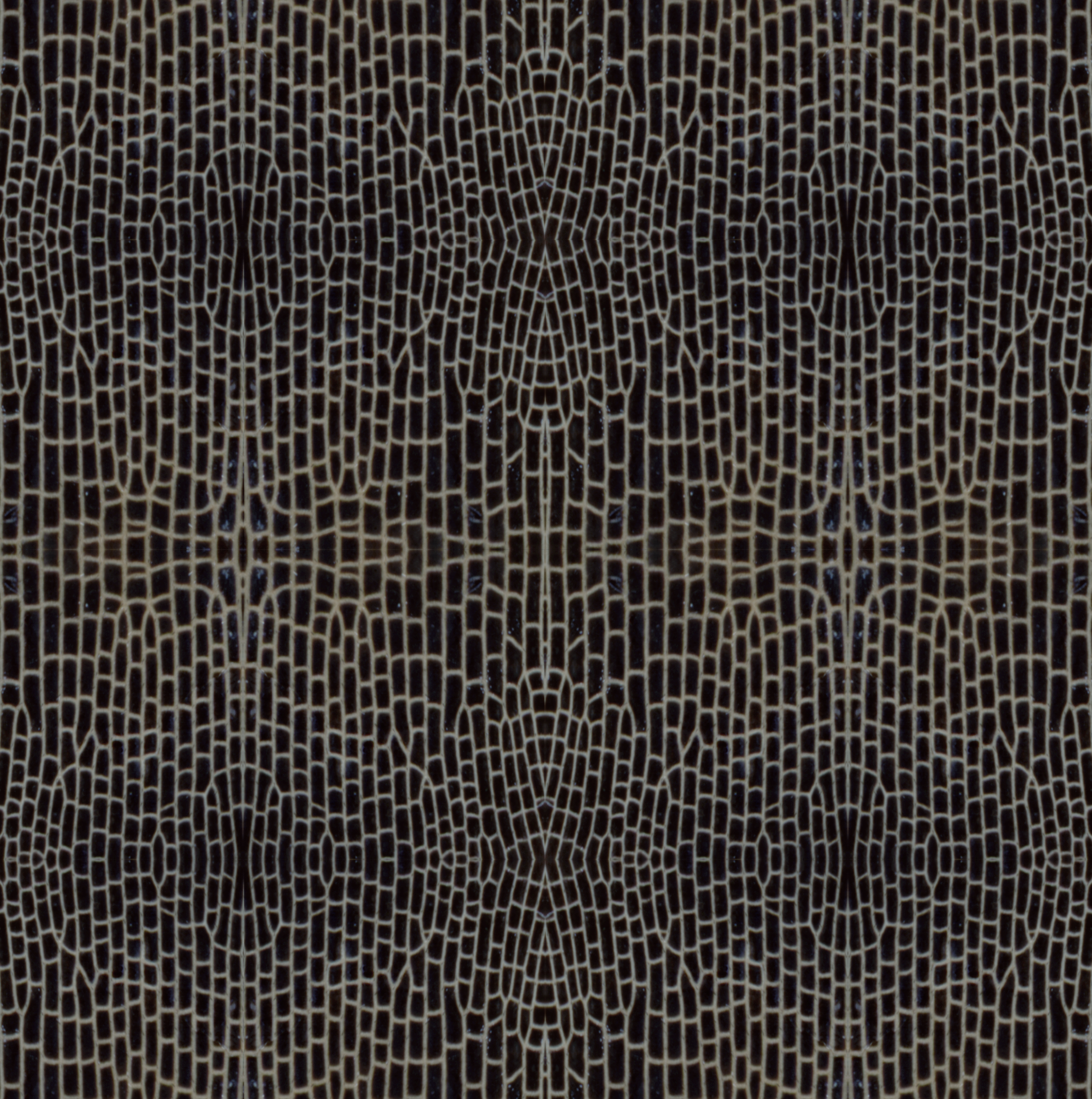 Repeated pattern taken from a spotted lanternfly wing