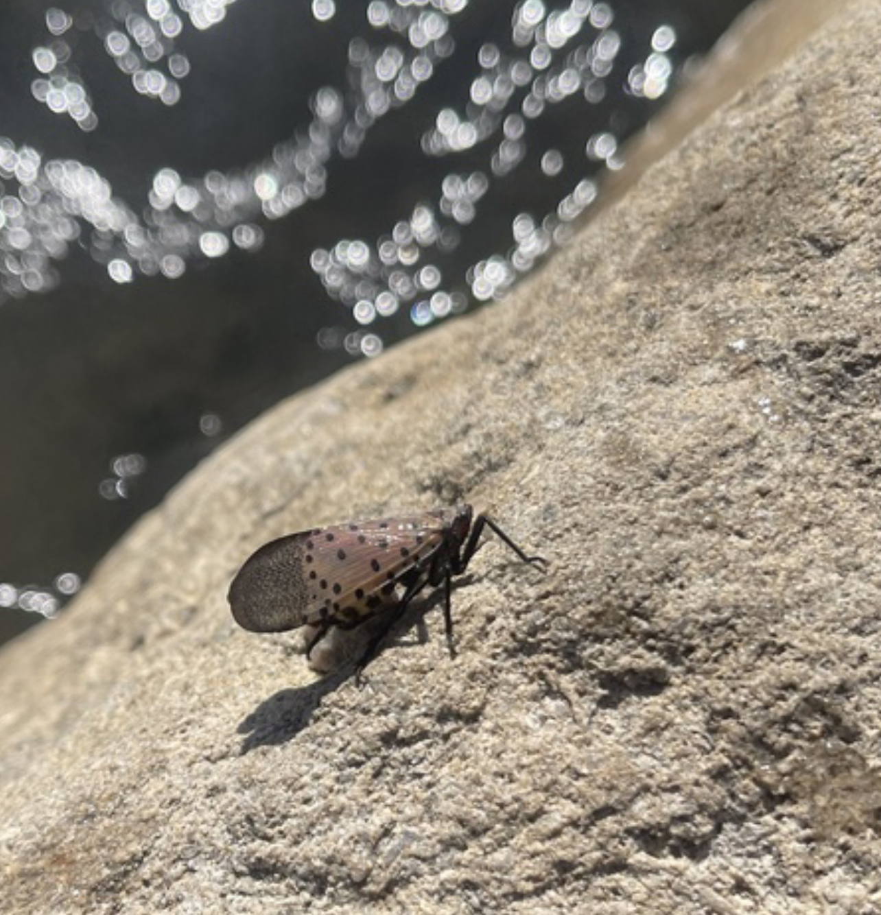 lanternfly sitting on a rock