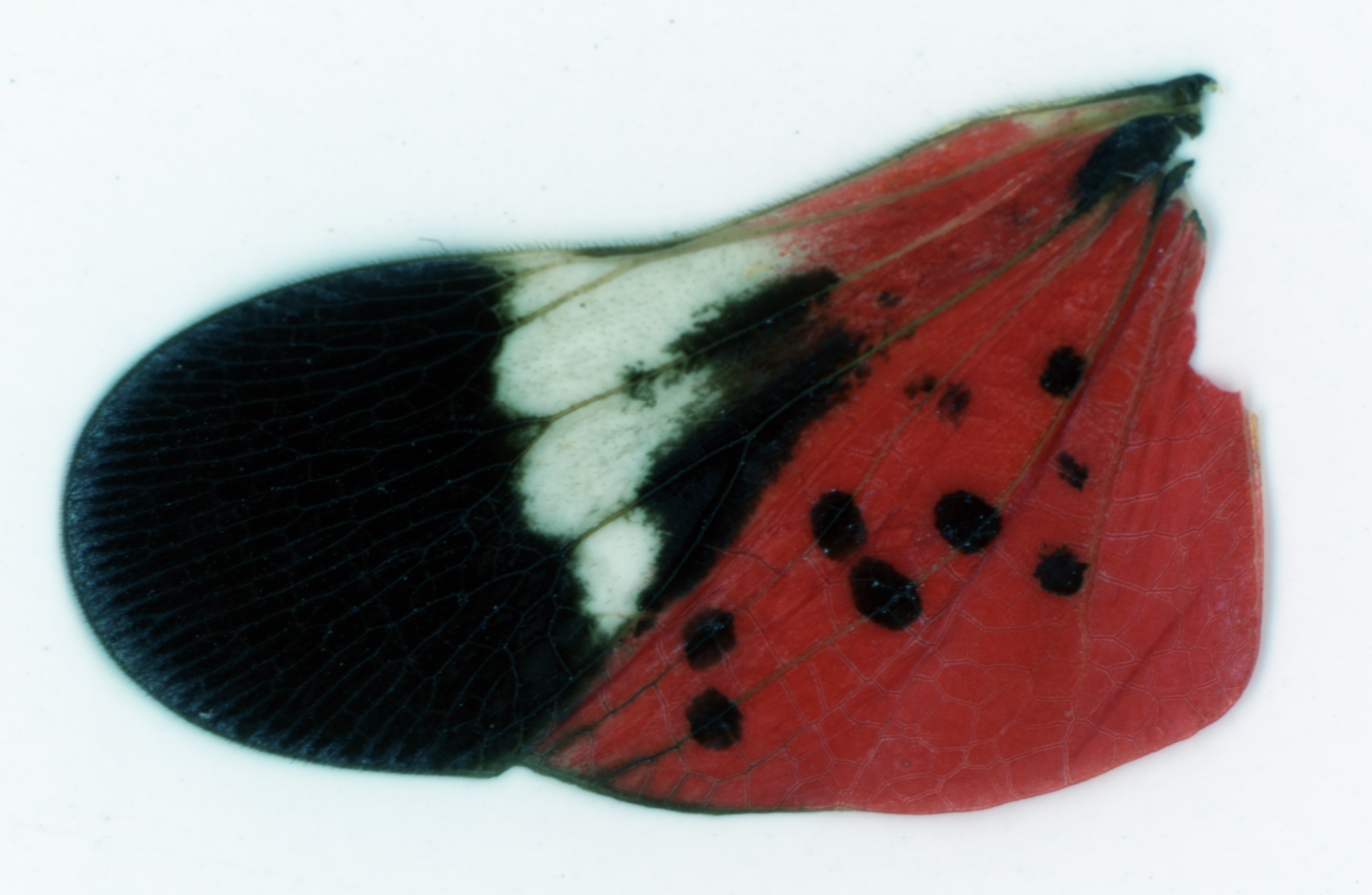 lanternfly inner wing