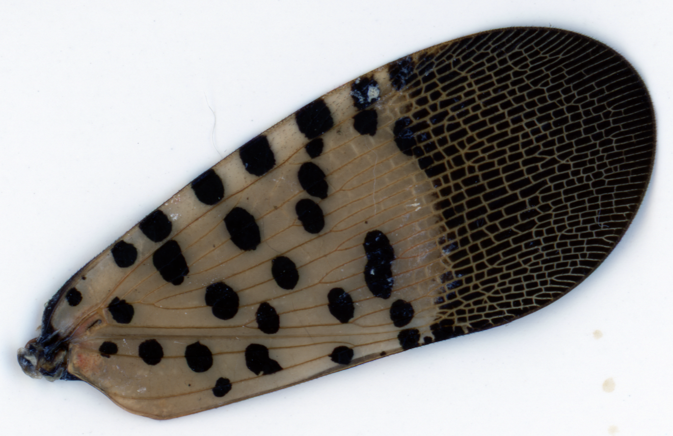 lanternfly outer wing