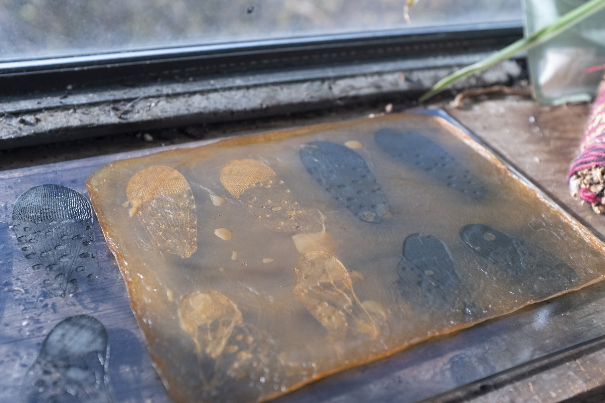 scoby drying