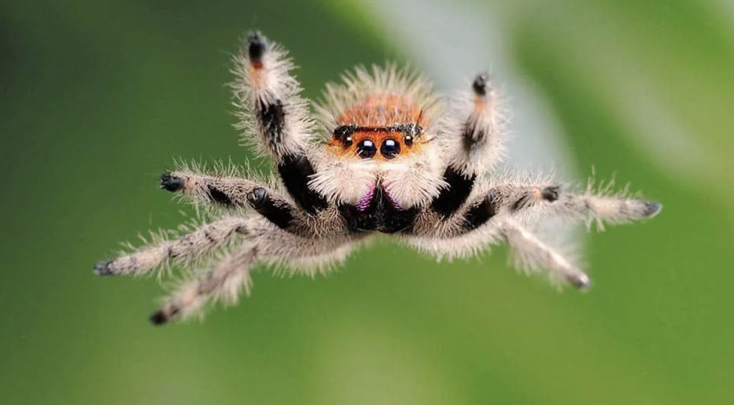 a cartoon spider